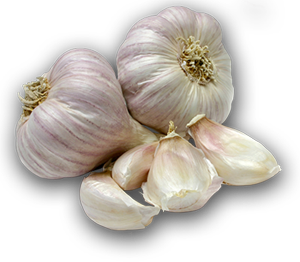 garlic-300x262